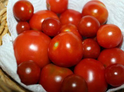 Erste Tomaten 2016.JPG