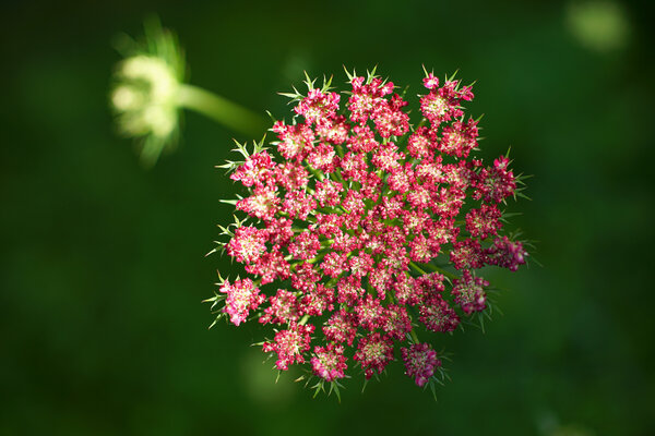 möhre.macro.elmarit.2.8.60mm.2.jpg