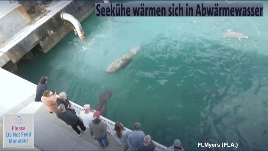 Seekühe baden im Abwärmewasser3.jpg