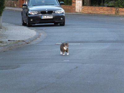 LeichtsinnigeKatze.jpg