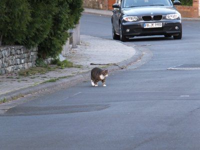 Leichtsinnige_Katze.jpg