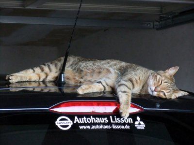 Katze_ad_Autodach3.jpg