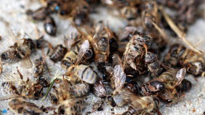 insekten fürs pausenbrot.jpg